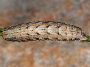  Chenille de Psodos quadrifaria Sulz. - �Wolfgang Wagner, www.pyrgus.de