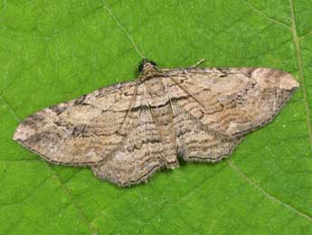 Horisme radicaria Lah. adulte - �Philippe Mothiron