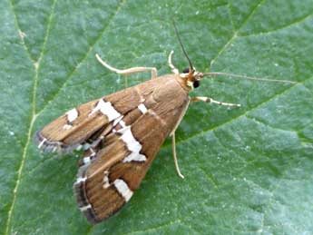 Spoladea recurvalis F. adulte - �Tristan Lafranchis