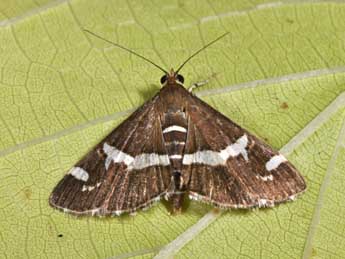 Spoladea recurvalis F. adulte - �Philippe Mothiron