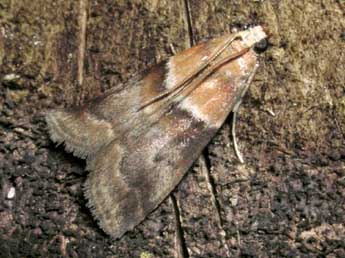 Acrobasis repandana F. adulte - �Jean-Pierre Lamoline