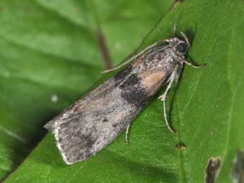 Sciota rhenella Zck. adulte - �Philippe Mothiron