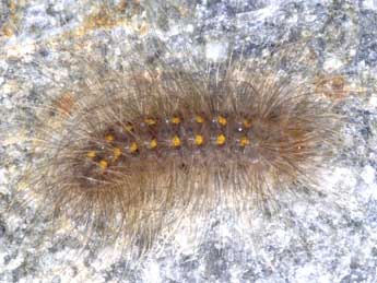  Chenille de Paidia rica Frr - �Wolfgang Wagner, www.pyrgus.de