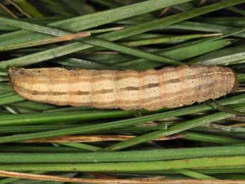  Chenille de Mythimna riparia Rbr - �Wolfgang Wagner, www.pyrgus.de
