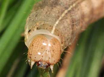  Chenille de Mythimna riparia Rbr - �Wolfgang Wagner, www.pyrgus.de