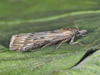 Megasis rippertella Z. adulte - �Philippe Mothiron