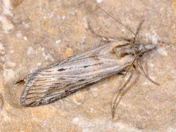 Megasis rippertella Z. adulte - �Philippe Mothiron