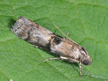 Phycita roborella D. & S. adulte - �Philippe Mothiron