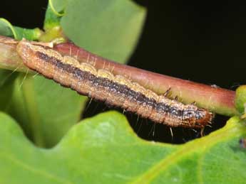  Chenille de Phycita roborella D. & S. - �Philippe Mothiron