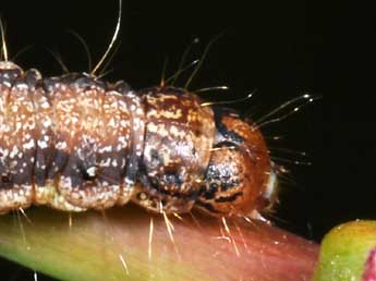  Chenille de Phycita roborella D. & S. - �Philippe Mothiron