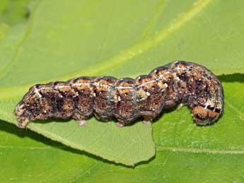  Chenille de Dryobotodes roboris Gey. - �Jean-Paul Coat