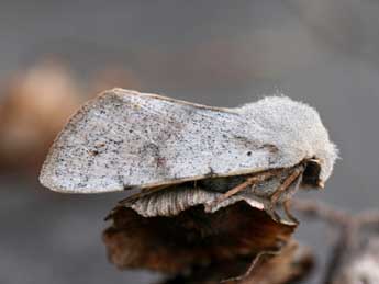 Perigrapha rorida Frivaldsky adulte - �Emmanuel Ruiz