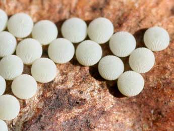  Oeuf de Perigrapha rorida Frivaldsky - �Emmanuel Ruiz