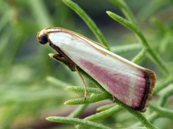 Eurhodope rosella Scop. adulte - �Daniel Morel