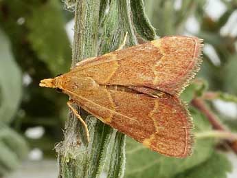 Hypsopygia rubidalis D. & S. adulte - �Friedmar Graf