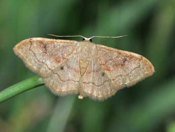Idaea rubraria Stgr adulte - �Philippe Mothiron