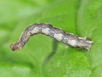  Chenille de Idaea rubraria Stgr - �Philippe Mothiron