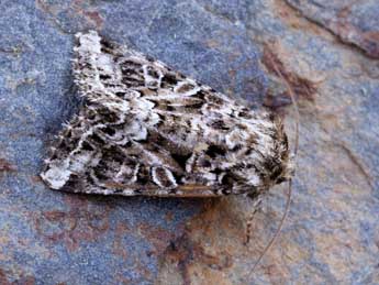 Hadena ruetimeyeri Brsn adulte - �Lionel Taurand