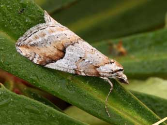 Chesias rufata F. adulte - �Daniel Morel