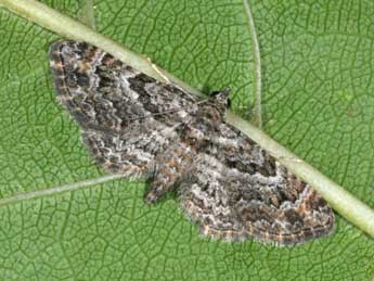 Gymnoscelis rufifasciata Hw. adulte - �Philippe Mothiron