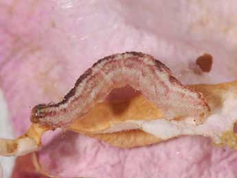  Chenille de Gymnoscelis rufifasciata Hw. - �Philippe Mothiron