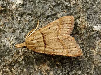 Stemmatophora rungsi Lrt adulte - �Friedmar Graf