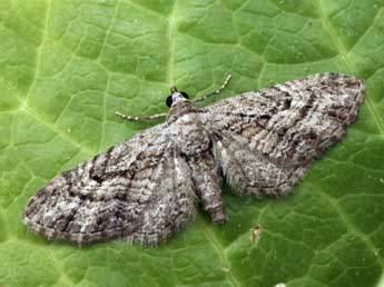 Eupithecia santolinata Mab. adulte - �Daniel Morel