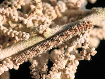  Chenille de Eupithecia santolinata Mab. - �Daniel Morel