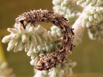  Chenille de Eupithecia santolinata Mab. - �Daniel Morel