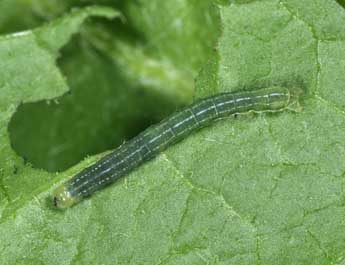  Chenille de Mniotype satura D. & S. - �Philippe Mothiron