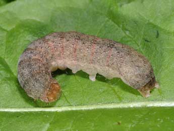  Chenille de Mniotype satura D. & S. - �Philippe Mothiron