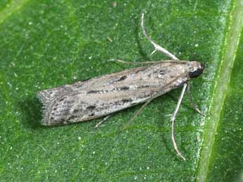 Phycitodes saxicola Vaughan adulte - �Philippe Mothiron