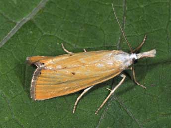 Xanthocrambus saxonellus Zck. adulte - �Philippe Mothiron