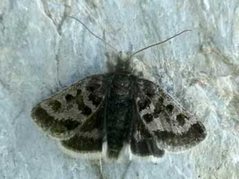 Metaxmeste schrankiana Hochenwart adulte - �Nicole Lepertel