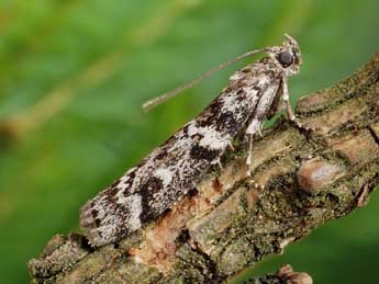 Dioryctria schuetzeella Fuchs adulte - �Friedmar Graf