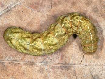  Chenille de Phlogophora scita Hb. - �Wolfgang Wagner, www.pyrgus.de