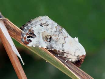 Eublemma scitula Rbr adulte - �Daniel Morel