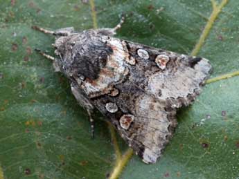 Cleoceris scoriacea Esp. adulte - �Daniel Morel