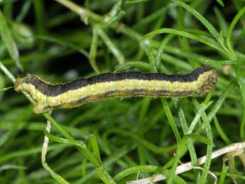  Chenille de Camptogramma scripturata Hb. - �Wolfgang Wagner, www.pyrgus.de