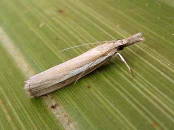 Agriphila selasella Hb. adulte - �Nicole Lepertel