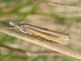 Agriphila selasella Hb. adulte - �Tristan Lafranchis