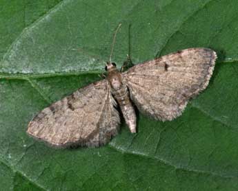 Eupithecia selinata H.-S. adulte - �Philippe Mothiron