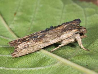 Lithophane semibrunnea Hw. adulte - �Philippe Mothiron