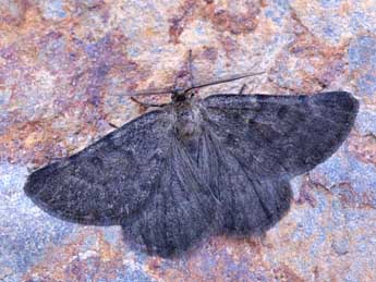 Sciadia septaria Gn. adulte - �Lionel Taurand