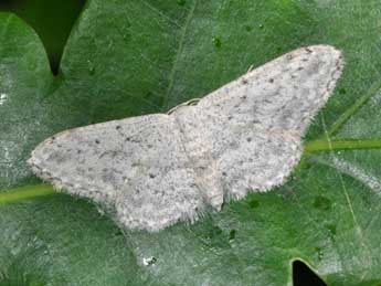 Idaea seriata Schrk adulte - �Philippe Mothiron