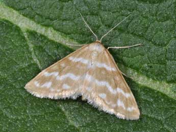 Idaea altivolaria Bubacek adulte - �Philippe Mothiron
