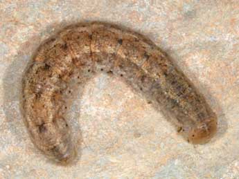  Chenille de Polia serratilinea Tr. - �Wolfgang Wagner, www.pyrgus.de