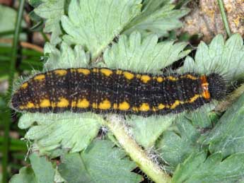  Chenille de Spialia sertorius Hoffmsg - �Wolfgang Wagner, www.pyrgus.de