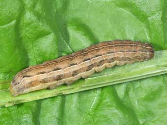  Chenille de Xestia sexstrigata Hw. - �Philippe Mothiron