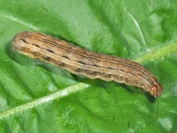  Chenille de Xestia sexstrigata Hw. - �Philippe Mothiron